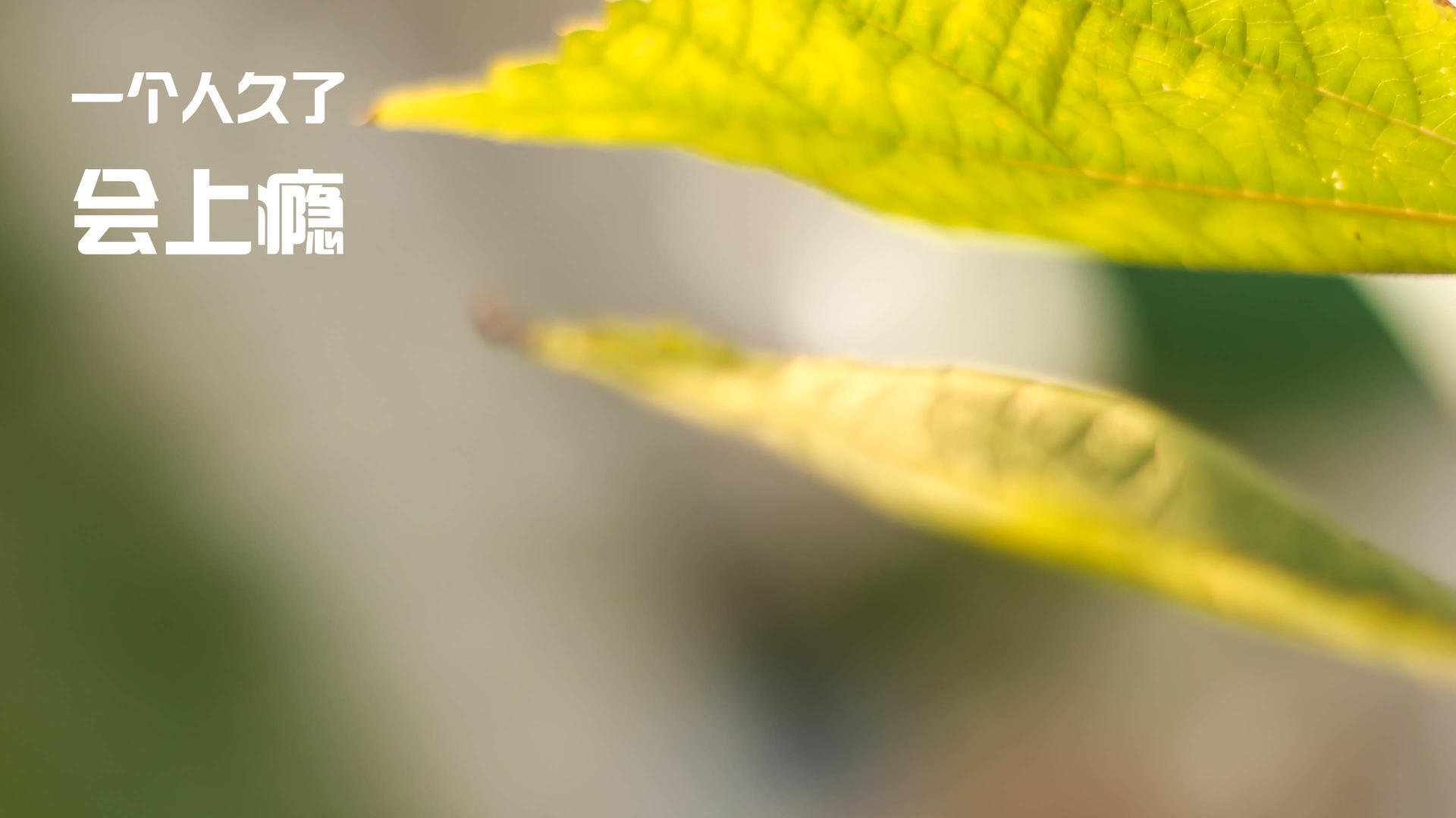 绿茵戏剧，托尼导演的逆转之夜